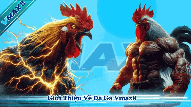 Đá Gà Vmax8– Đỉnh Cao Giải Trí Cá Cược Trực Tuyến 1 Giới thiệu về đá gà Vmax8